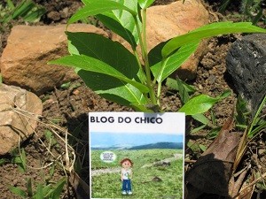 blog do chico (2)