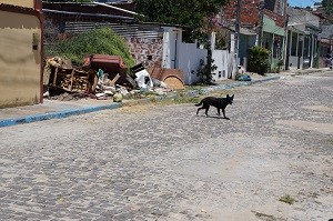 Cachorro passeando na rua. Exposto aos carrapatos. 