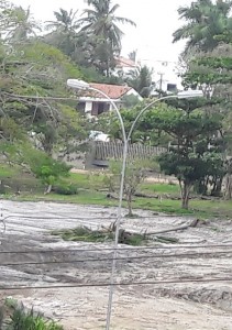 Um forte vento, na tarde de segunda (3), derrubou um coqueiro, em um terreno no Jardim Atlântico I, zona sul de Ilhéus.