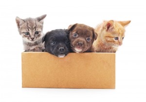 Kittens and a puppies in a box on a white background.