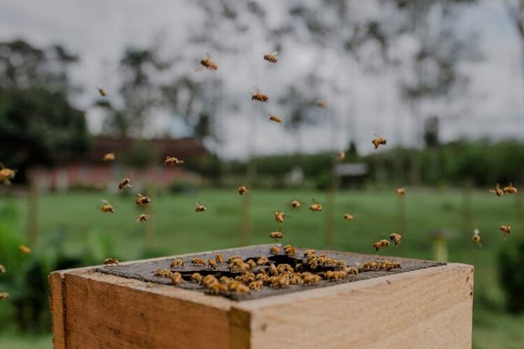 II Encontro Uruçu na Cabruca reunirá meliponicultores de cinco municípios do sul da Bahia