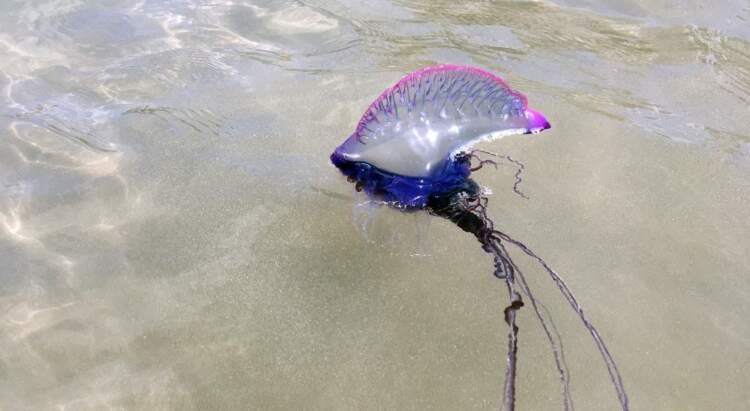 Secretaria de Saúde orienta sobre riscos de águas-vivas no litoral de Ilhéus