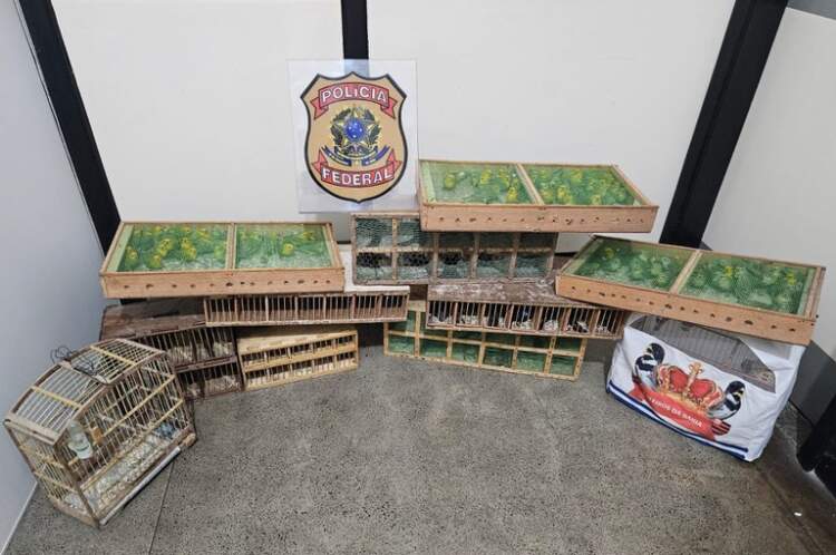 PF e PRF prendem homem por tráfico de animais silvestres no sul da Bahia