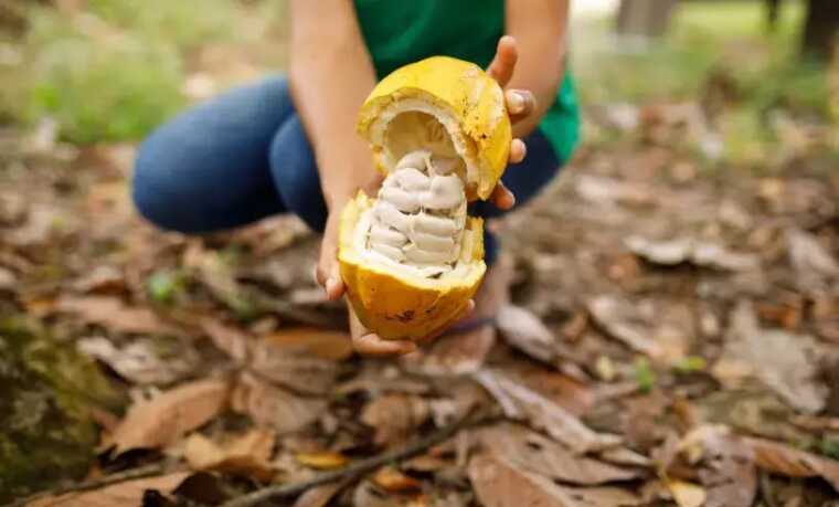 Sebrae promove 2ª Conferência do Mel de Cacau e reúne especialistas para fortalecer cadeia produtiva do setor