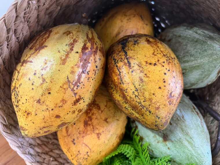 Estado da Bahia articula modelo de organização para fortalecer produtores de cacau