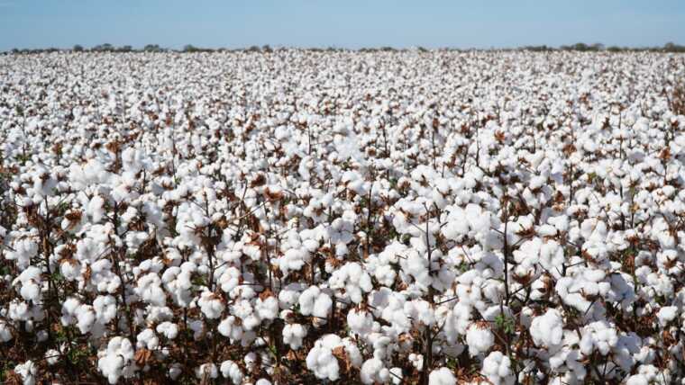 Bahia celebra Dia Mundial do Algodão com produção de 1,8 milhão de toneladas e avanço no valor gerado  